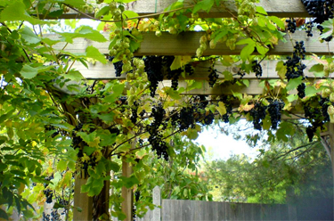 Golden hops, Vitis 'Brandt' and Wisteria mix on this happy clothed pergola
